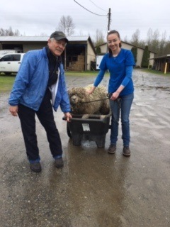 Dr.-Vetter-and-Nickole-with-sick-sheep-in-wheelbarrow